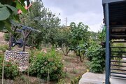 واحد گل پامچال در اقامتگاه سنتی بهشهر