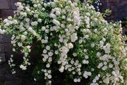 خانه ویلایی دوخواب مبله کلبه سبز 1 در بندرانزلی