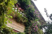 واحد مبله دوخواب یاس در ویلا تالش