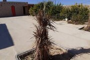 واحد تکخواب ساحل اقامتگاه بومگردی در بوشهر