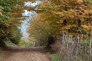 کلبه ی چوبی جنگلی محیا در لاهیجان
