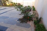 ویلا تکخواب در گناوه