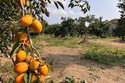 ویلا مبله استخردار دو خواب رز در قائم شهر
