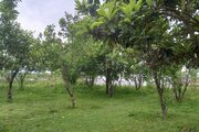 باغ ویلا دو خواب مبله در ماسال
