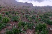 آپارتمان تکخواب در کوهرنگ