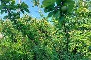 ویلای شهرزاد در رامسر