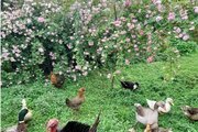 سوئیت ویلا جنگلی در فومن