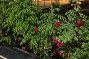 ویلا دو خواب استخردار آنا در چهارباغ