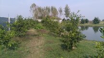 ویلا باغ دریاچه دو خواب در آمل
