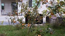 ویلا دوخواب در گیسوم