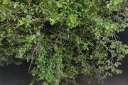 ویلا تکخواب سرزمین رویاها در بره سر