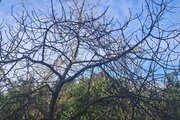 واحد دوخواب میرصادقی در طبقه همکف ویلای لنگرود