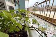 آپارتمان مبله 3 خواب نیل در بوشهر