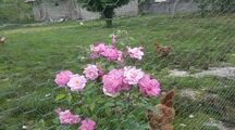 ویلا باغ خاطره درروستای میرمحله ماسال