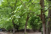 ویلا مبله تکخواب در گیلان