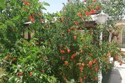 باغ ویلا مبله تک خواب در  پاکدشت