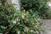 ویلا دوبلکس دوخواب مبله هیرون در ملایر