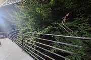 کلبه مبله تکخواب در چالوس