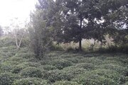 واحد سی سی کام 3 در طبقه همکف ویلا روستا پائین کارکوه