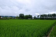 کلبه سوئیسی استخردار سه خواب جنگلی در چمستان