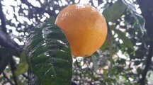 واحد در طبقه دوم ویلای اربکله در رامسر