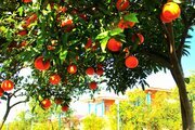 کلبه های فلت در اقامتگاه بومگردی در سوادکوه