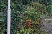 باغ ویلا تکخواب مبله در اصفهان