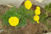 ویلا دوخواب مبله در زیباکنار