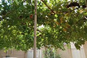 آپارتمان مبله تکخواب صبا در شهرکرد