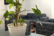خانه ویلایی استخر دار 2 خوابه در رامسر
