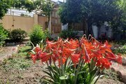 سوئیت ویلا 40 متری مبله در بابل