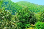 واحد دوخواب در طبقه دوم ویلا جنگلی رامسر