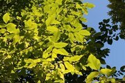 آپارتمان مبله سونقان 1 در خوانسار