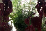 خانه ویلایی دو خواب شیک و نوساز در ماسال