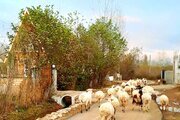 کلبه سوئیسی دوبلکس تک خواب یاس در ماسال