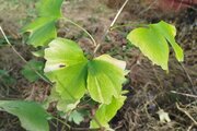 واحد سه خواب در طبقه اول ویلا تمشک در کلاچای