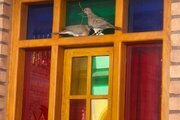 اتاق یک نفره با سرویس فرنگی در هتل تهران