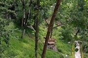 کلبه چوبی دو خواب دوبلکس در ماسال