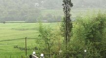 ویلا جنگلی یک خوابه در ماسال