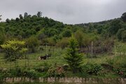 ویلا چوبی شباهنگ در ماسال