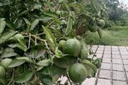 ویلا دوبلکس دو خواب امیر آریا در کوچصفهان