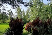 کلبه تک خواب مبله در باغ ویلا در لاهیجان