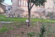 ویلا مبله دوخواب فریدون در ماسال