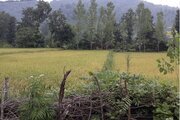 سوئیت 40 متری در فومن