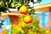 کلبه های فلت در اقامتگاه بومگردی در سوادکوه