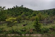 ویلا چوبی شباهنگ در ماسال