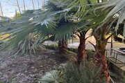 باغ ویلا دوخواب میجان 1 در رشت