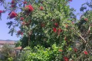 واحد مبله دوخواب در طبقه همکف ویلا فومن