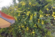 ویلای استخردار در بندر انزلی