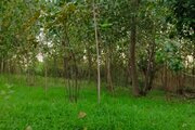 کلبه سوئیسی دوبلکس سینا در بندرانزلی